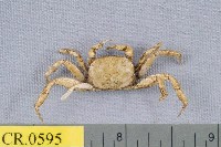 藏品(泥腳隆背蟹)的圖片